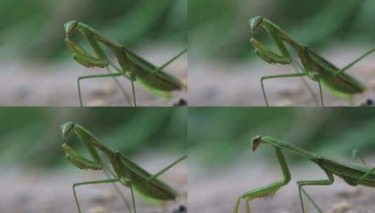 螳螂 刀螂 昆虫螳螂吃草绿色生态高清在线视频素材下载