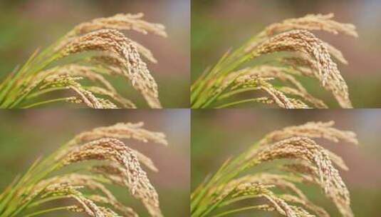 稻子 稻穗高清在线视频素材下载