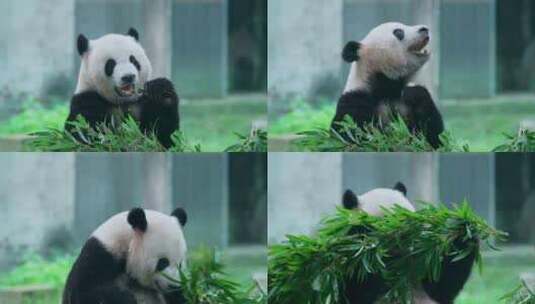 大熊猫吃竹叶高清在线视频素材下载