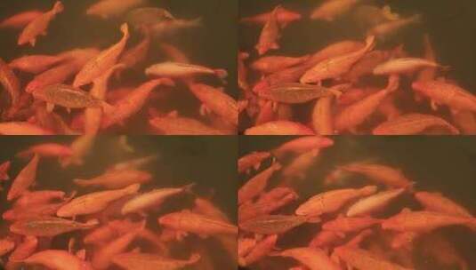 观赏鱼大型锦鲤4k升格慢镜头高清在线视频素材下载