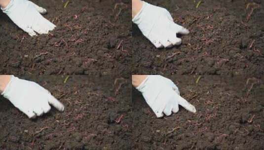泥土 种植 栽培 播种高清在线视频素材下载
