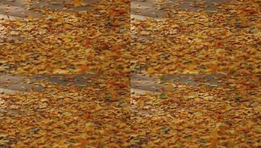 秋天微风吹动满地的银杏叶高清在线视频素材下载