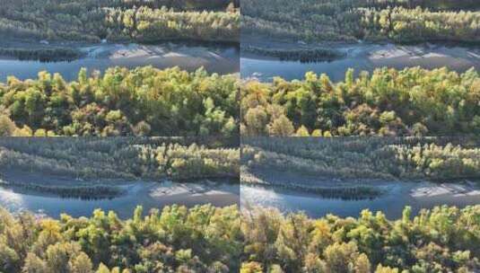 航拍金色森林蓝色河流高清在线视频素材下载