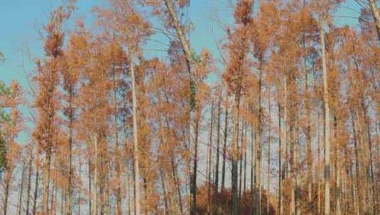 秋天蓝天下金黄的水杉林高清在线视频素材下载