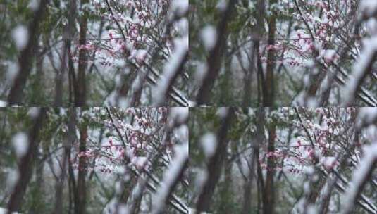 冬季下雪红梅花盛开红梅傲雪高清在线视频素材下载