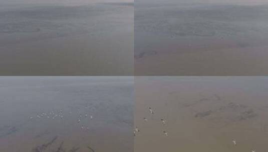 杭州钱塘江江海湿地候鸟野鸭飞翔慢镜头高清在线视频素材下载