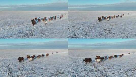 航拍呼伦贝尔冬季草原蒙古马-152高清在线视频素材下载