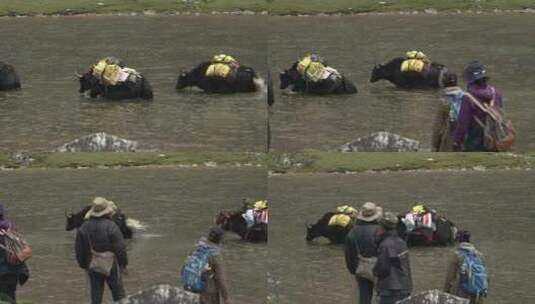 西藏山南地区湖水中的牦牛群高清在线视频素材下载