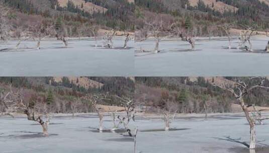 航拍四川阿坝双桥沟冰面上的枯树高清在线视频素材下载