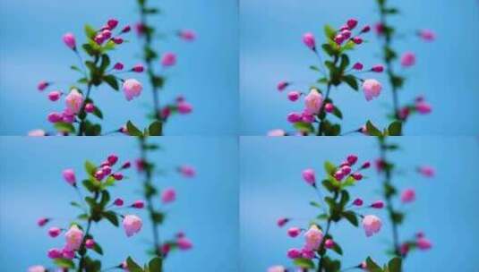 春天花朵绽放过程植物延时摄影高清在线视频素材下载