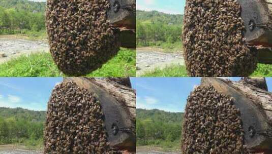蜜蜂 蜂巢 蜂蜜 养蜂高清在线视频素材下载