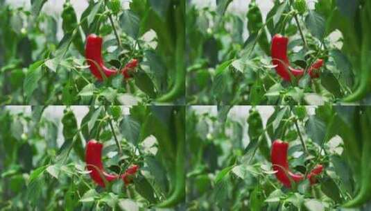 红辣椒种植高清在线视频素材下载