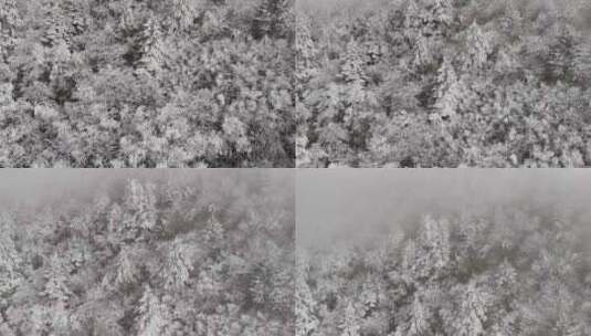 航拍森林雾凇高清在线视频素材下载