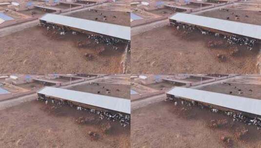 牛场 牛 养殖高清在线视频素材下载