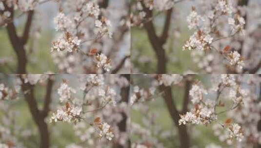 春天春暖花开白色花朵桃花樱花空镜高清在线视频素材下载