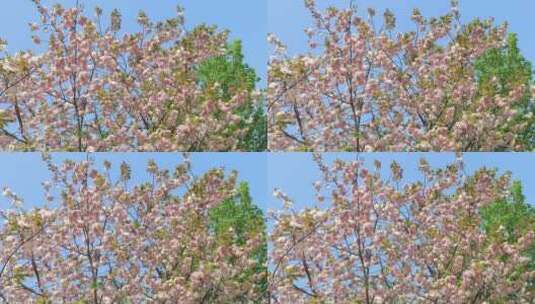 春天美丽的白花紫藤与樱花盛开高清在线视频素材下载
