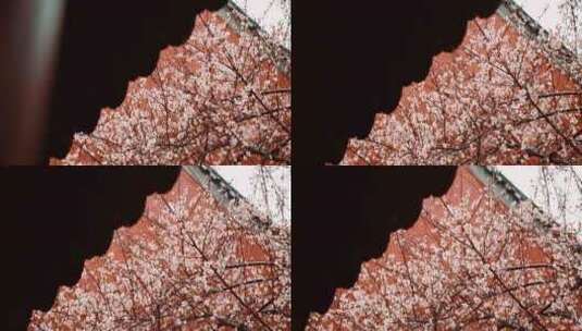 红墙腊梅雨中腊梅中式屋檐滴水高清在线视频素材下载