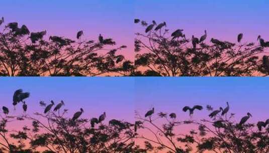 一群鸟在巢中休息，美丽黄昏树顶高清在线视频素材下载