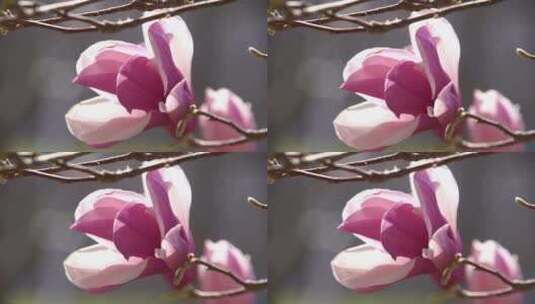 粉色的优雅美丽玉兰花高清在线视频素材下载