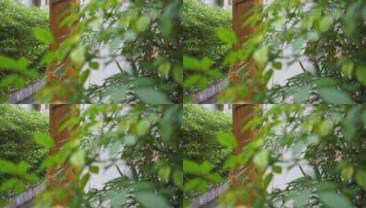 春天中式庭院门口绿植场景高清在线视频素材下载