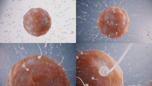 精子与卵细胞高清在线视频素材下载