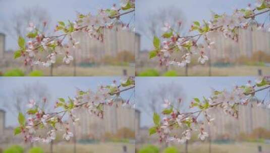 沐浴在春风中在树枝上摇曳的粉色桃花高清在线视频素材下载