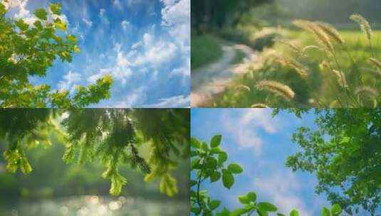 夏天夏日清晨蓝天白云阳光树叶草地空镜高清在线视频素材下载