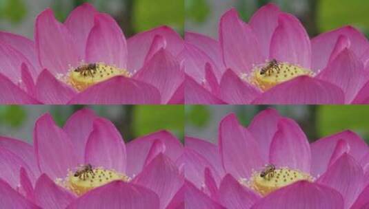 夏日雨季，荷花蓬莱上的蜜蜂特写高清在线视频素材下载