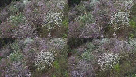 春天紫荆花开航拍高清在线视频素材下载