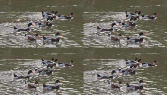 池塘里快乐的鸭子高清在线视频素材下载