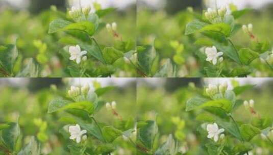 唯美茉莉花与茉莉花茶制作福州茉莉花种植园高清在线视频素材下载