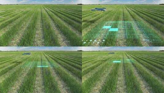农作物无人机作业高清在线视频素材下载