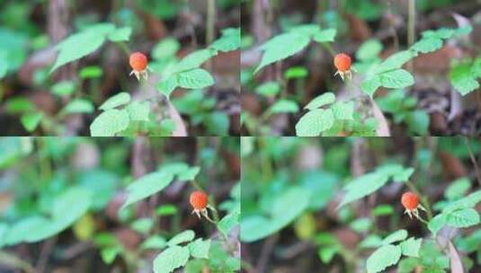 野生植物高清在线视频素材下载