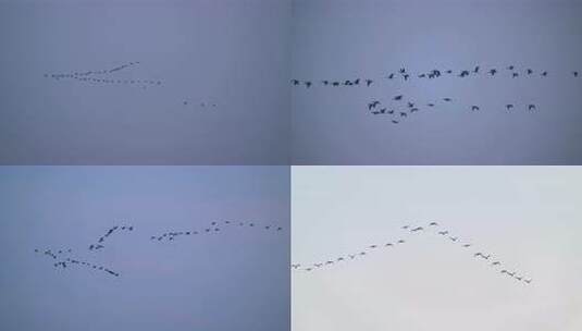 8K湿地野生鸟类鸟浪鸟群空镜合集高清在线视频素材下载