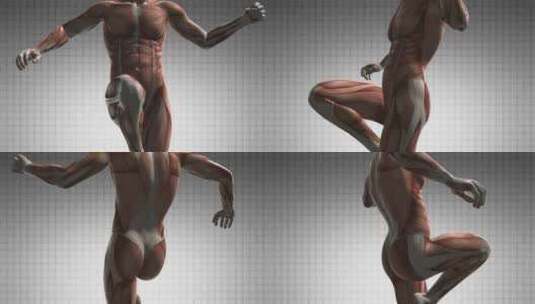人体肌肉解剖学高清在线视频素材下载