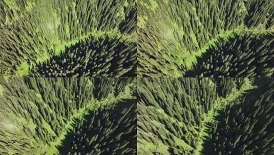 新疆恰西唯美森林航拍4高清在线视频素材下载