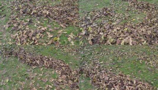 地上的落叶实拍高清在线视频素材下载
