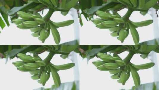 香蕉树上的香蕉实拍高清在线视频素材下载