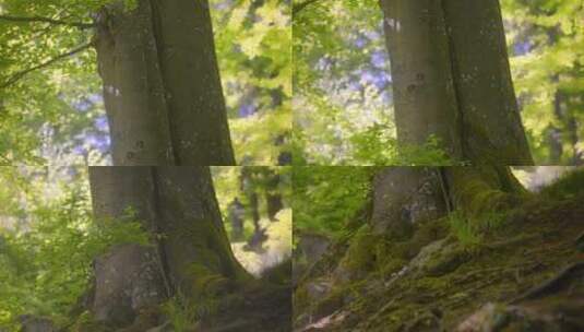 树干，树叶，森林，树高清在线视频素材下载