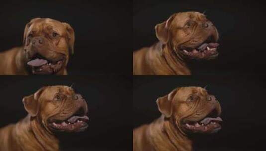 Dogue De Bordeaux，狗，高清在线视频素材下载