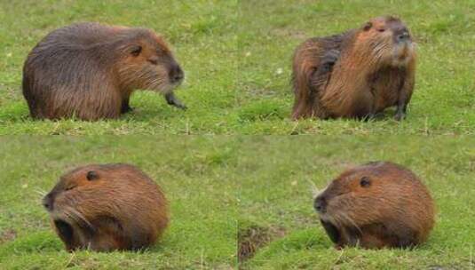 海狸鼠、食草动物、Coypu、啮齿动物高清在线视频素材下载