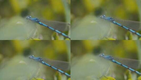 蜻蜓，昆虫，异翅目，有翼高清在线视频素材下载