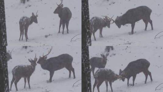 捷克，欧洲，雪，冷高清在线视频素材下载