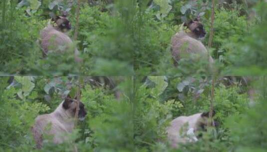 草丛中的猫特写高清在线视频素材下载