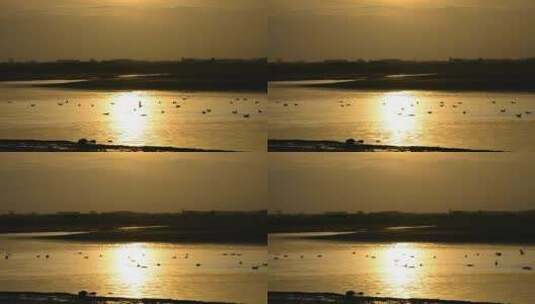 日落时分水鸟在水面上的剪影高清在线视频素材下载