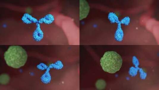抗体抗原吞噬病毒动画高清在线视频素材下载