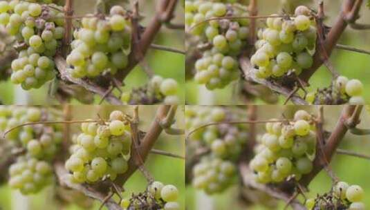 葡萄园成串的葡萄高清在线视频素材下载