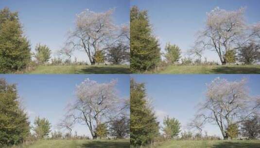 野外秋树的宽镜头高清在线视频素材下载
