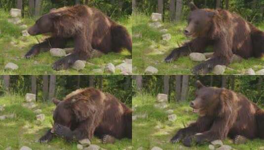 大棕熊趴在林间空地上休息高清在线视频素材下载