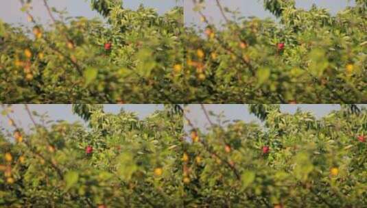 树上挂一颗颗红苹果高清在线视频素材下载